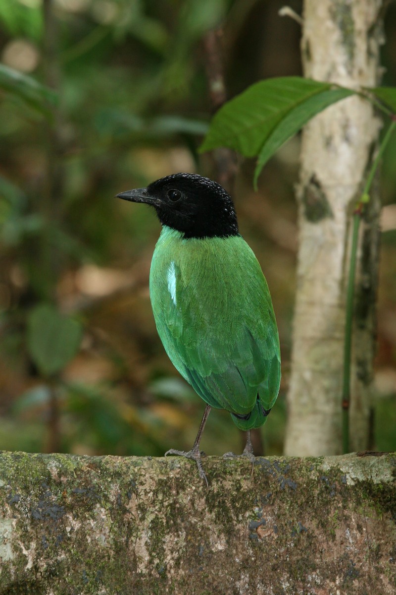 Minahasa Hooded Pitta - Michael Watson