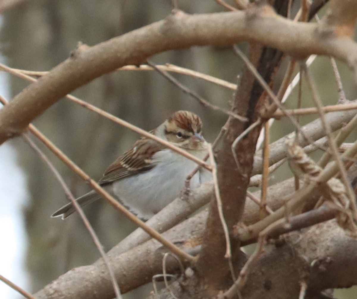 Chipping Sparrow - ML613003282
