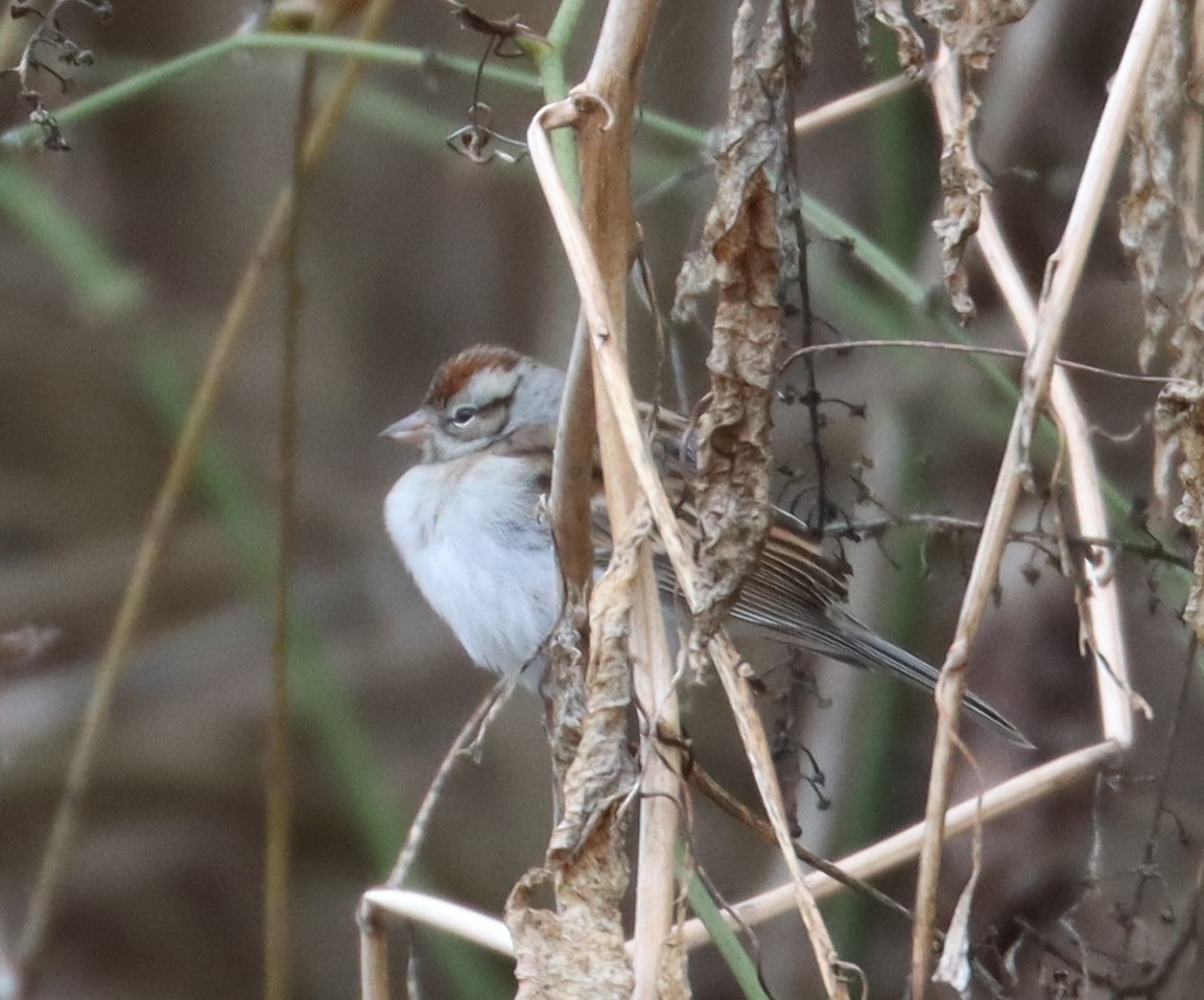 Chipping Sparrow - ML613003283