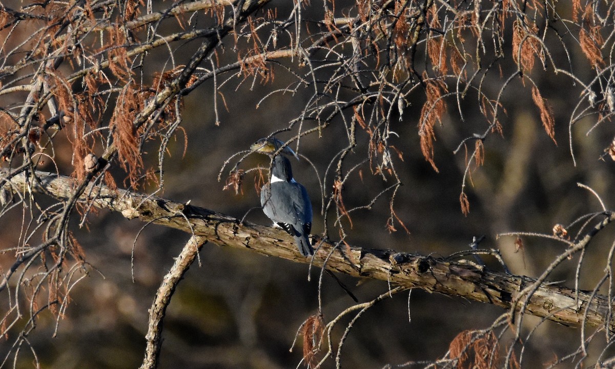 Belted Kingfisher - ML613003328