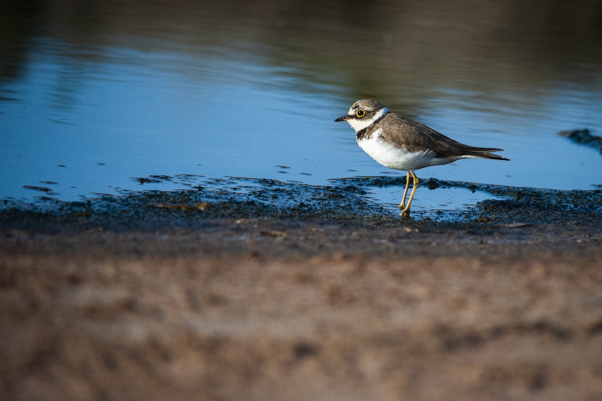 Little Ringed Plover - ML613003362