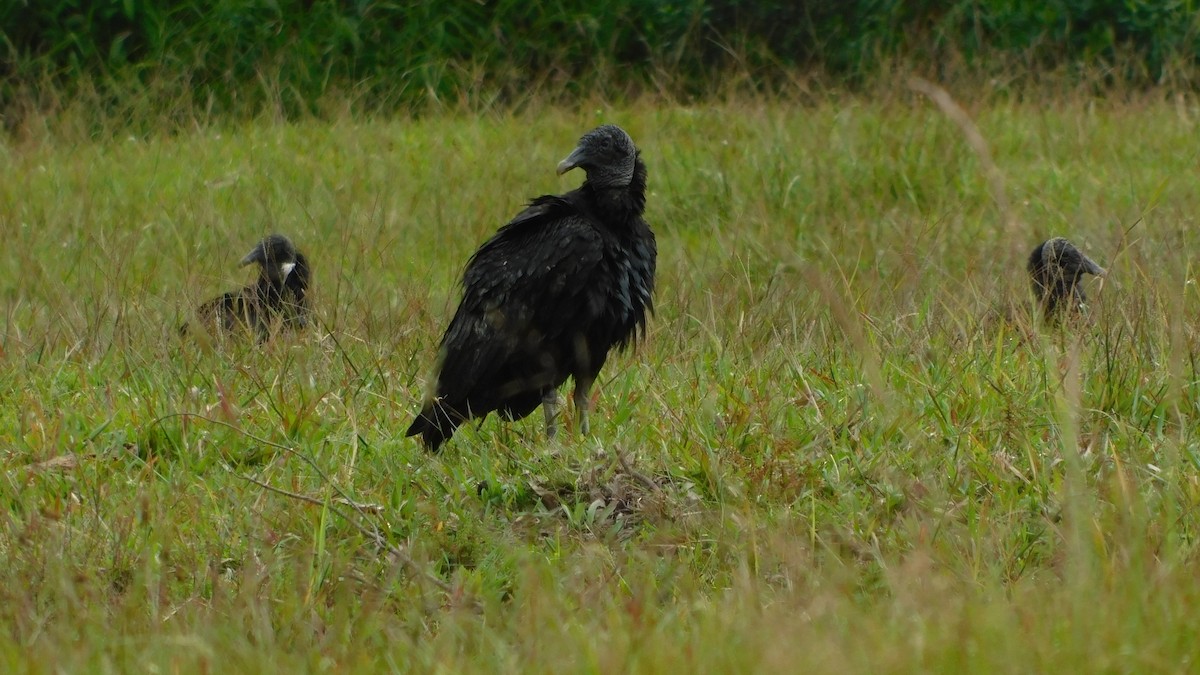 Black Vulture - ML613003375