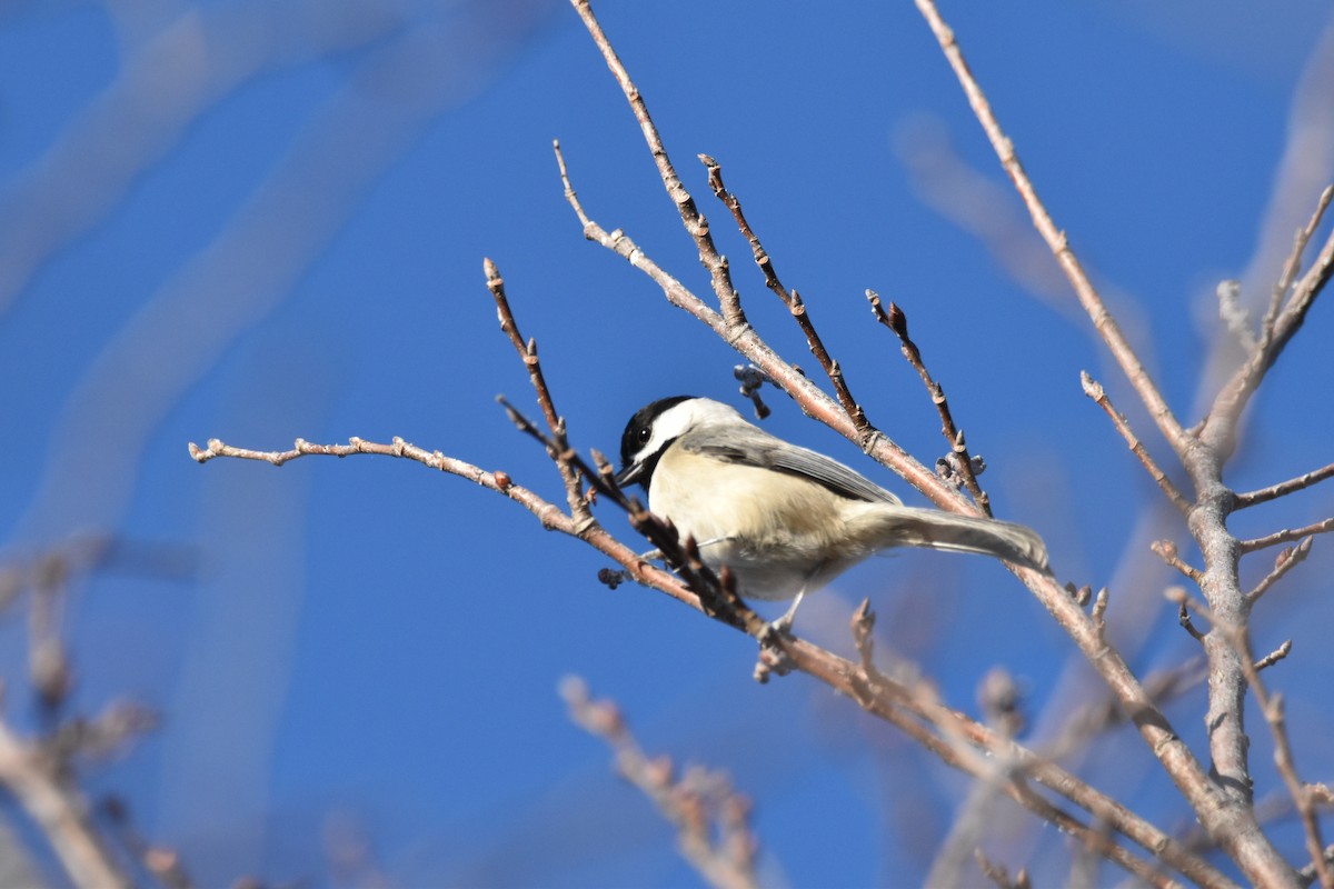 Carolina Chickadee - George Zimmer