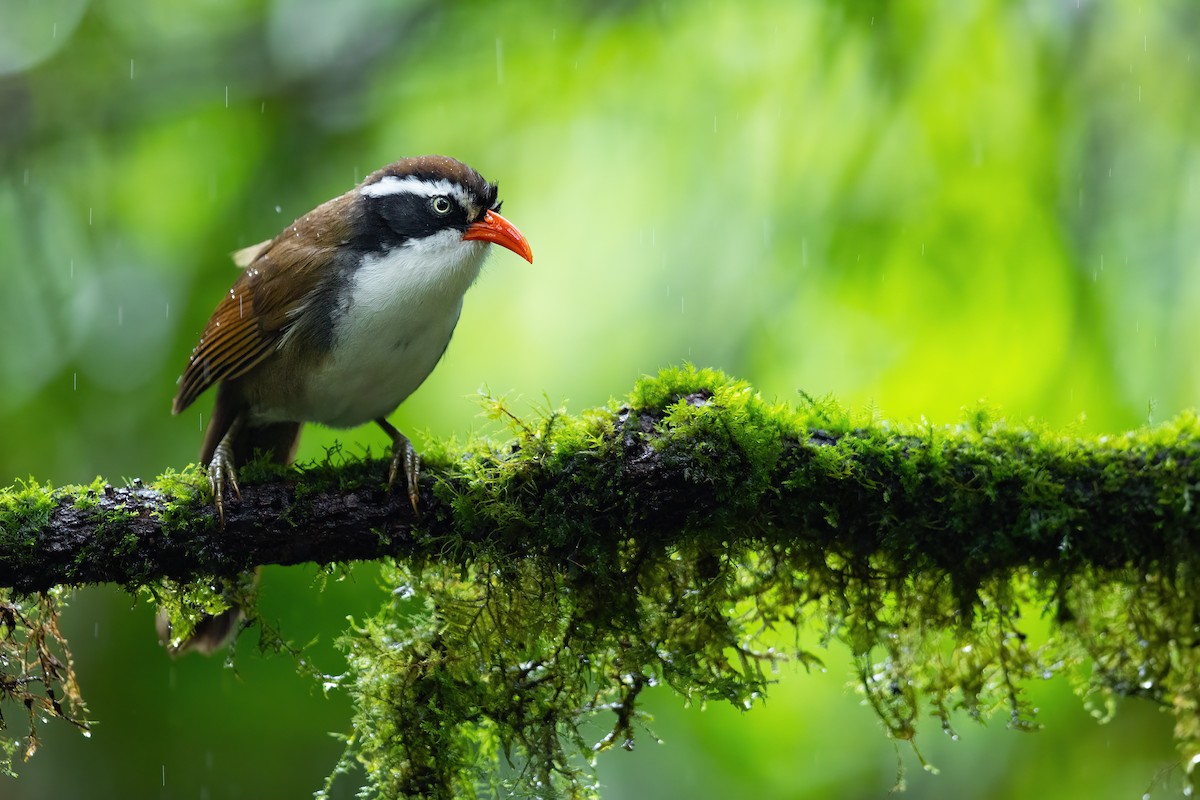 Brown-crowned Scimitar-Babbler (albogularis Group) - ML613003429