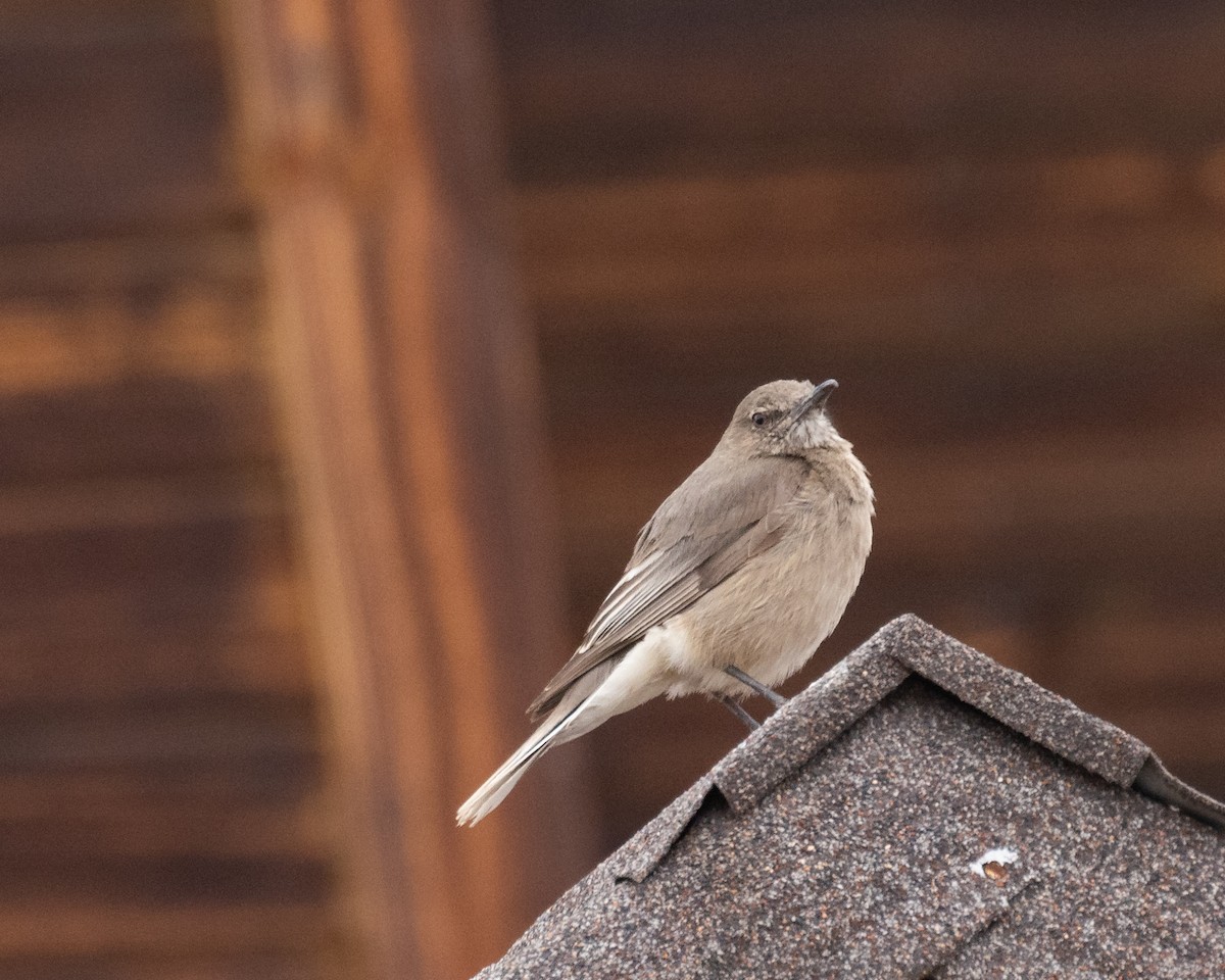 Black-fronted Ground-Tyrant - ML613003486