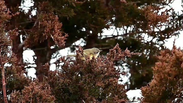 Braunaugenvireo (bellii/medius) - ML613003489