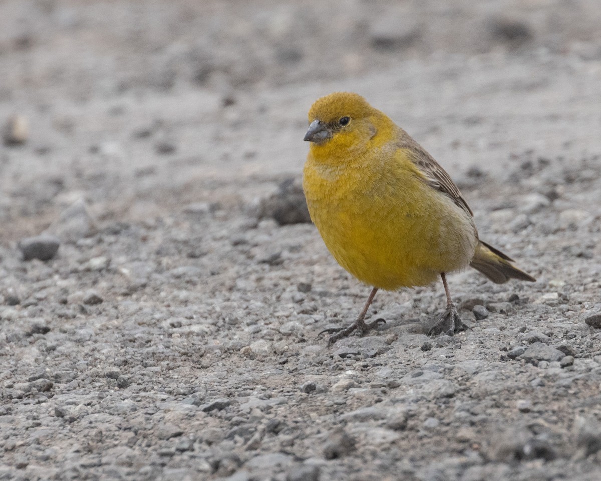 Greater Yellow-Finch - ML613003497
