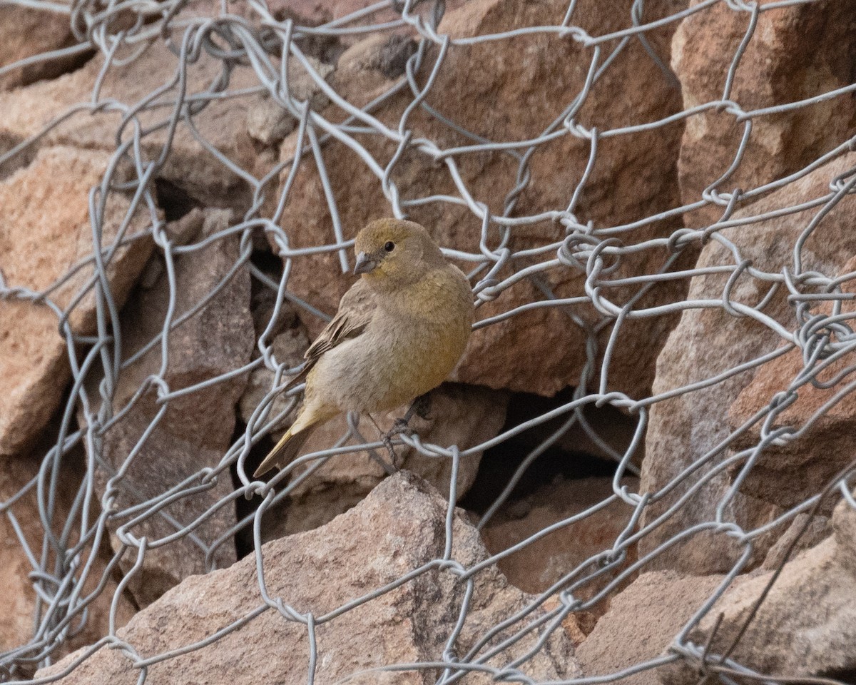 Greater Yellow-Finch - ML613003499