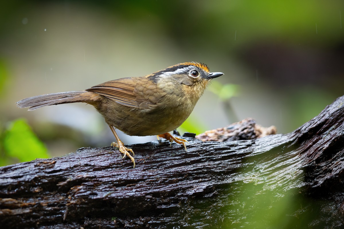 Rusty-capped Fulvetta - ML613003508