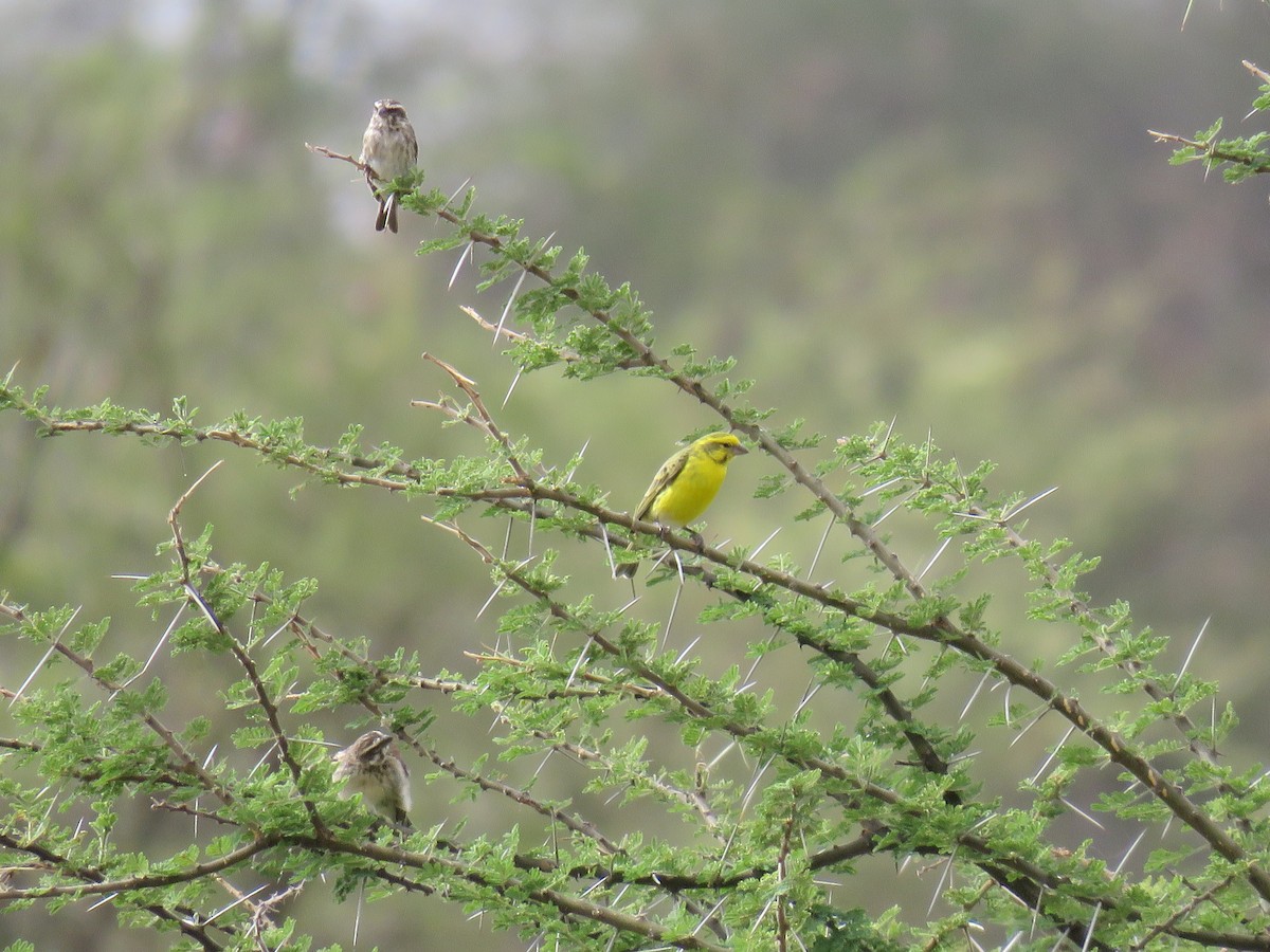 White-bellied Canary - ML613003528