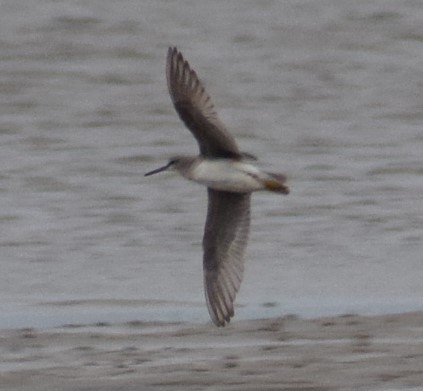 Gray-tailed Tattler - ML613003535