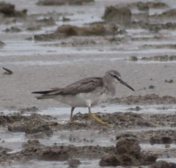 Gray-tailed Tattler - ML613003537