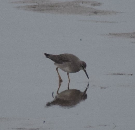 Gray-tailed Tattler - ML613003538