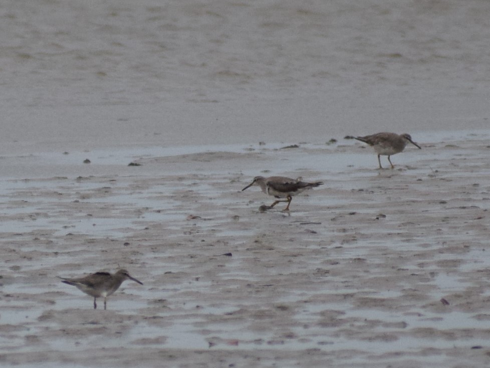 Gray-tailed Tattler - ML613003539