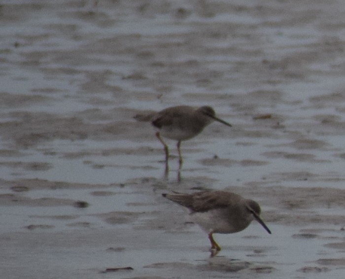 Gray-tailed Tattler - ML613003540