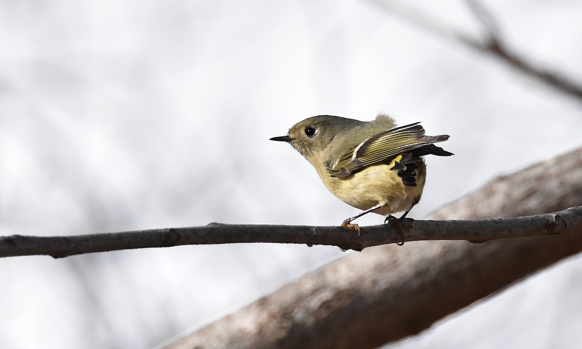 Ruby-crowned Kinglet - George Zimmer