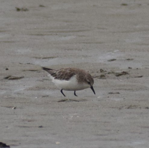 Red-necked Stint - ML613003578