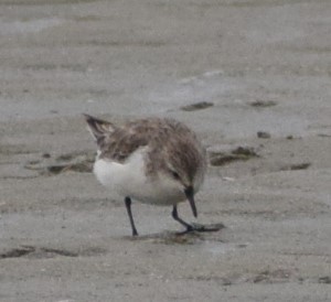 Rotkehl-Strandläufer - ML613003579