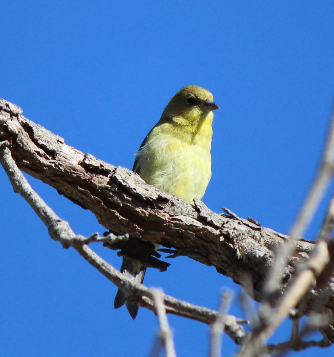 Lesser Goldfinch - ML613003634