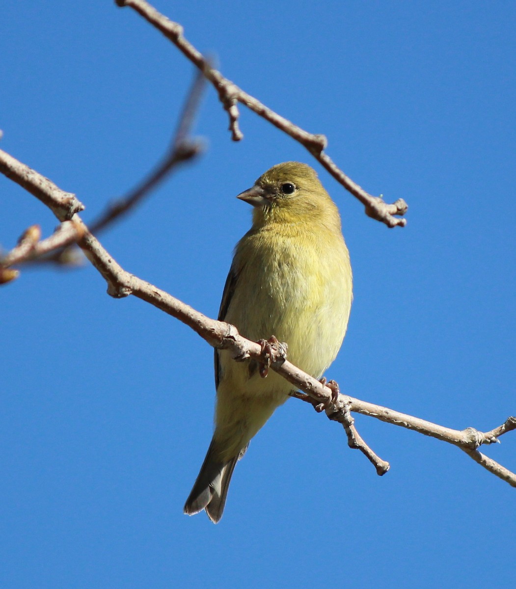 Lesser Goldfinch - ML613003635