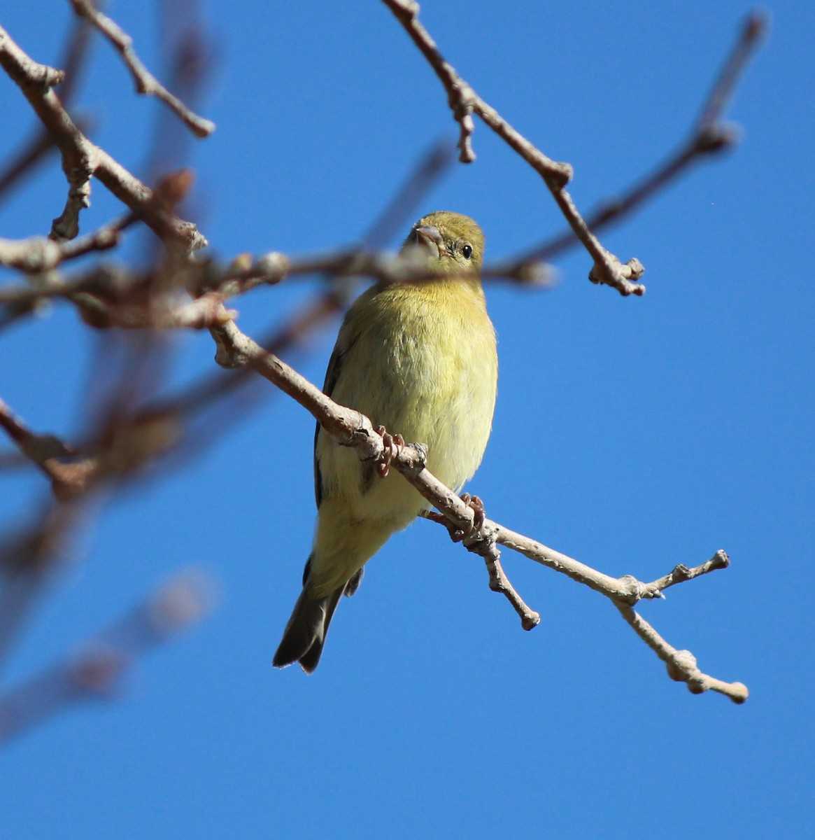 Lesser Goldfinch - ML613003636