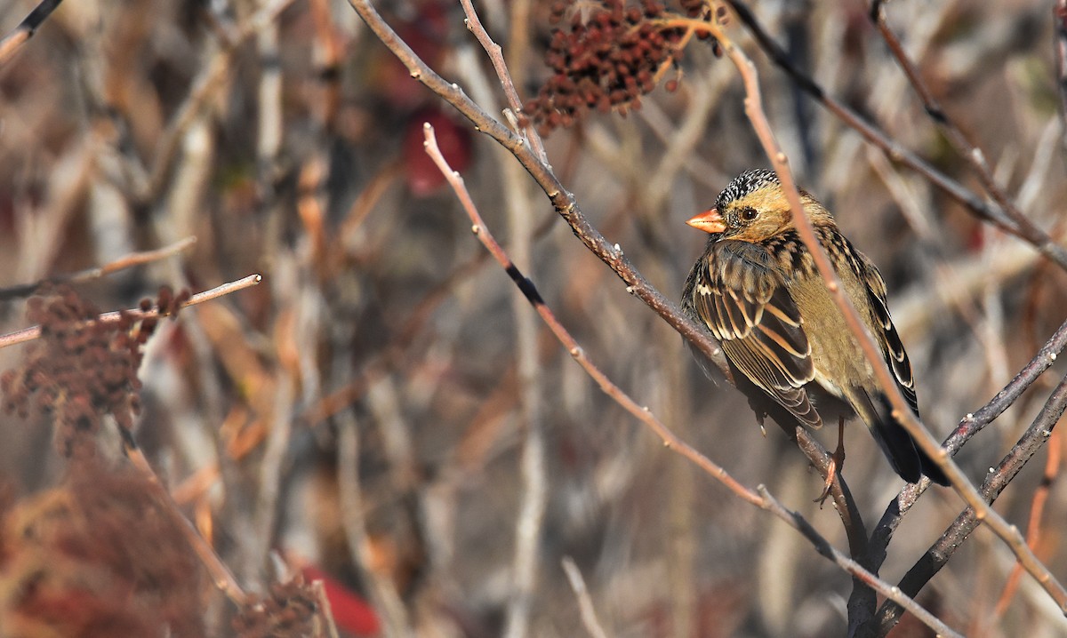 Harris's Sparrow - ML613003707