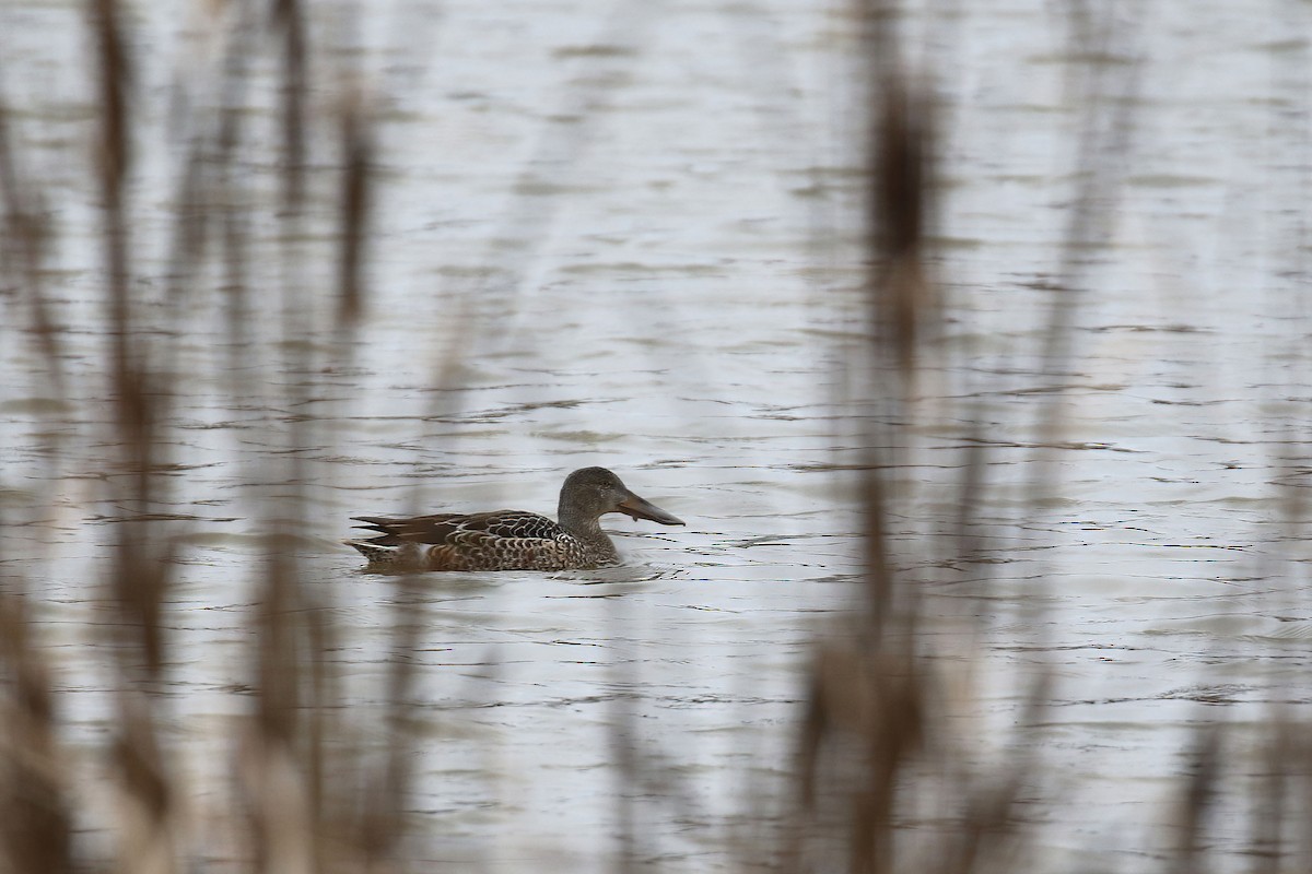 Canard souchet - ML613003727