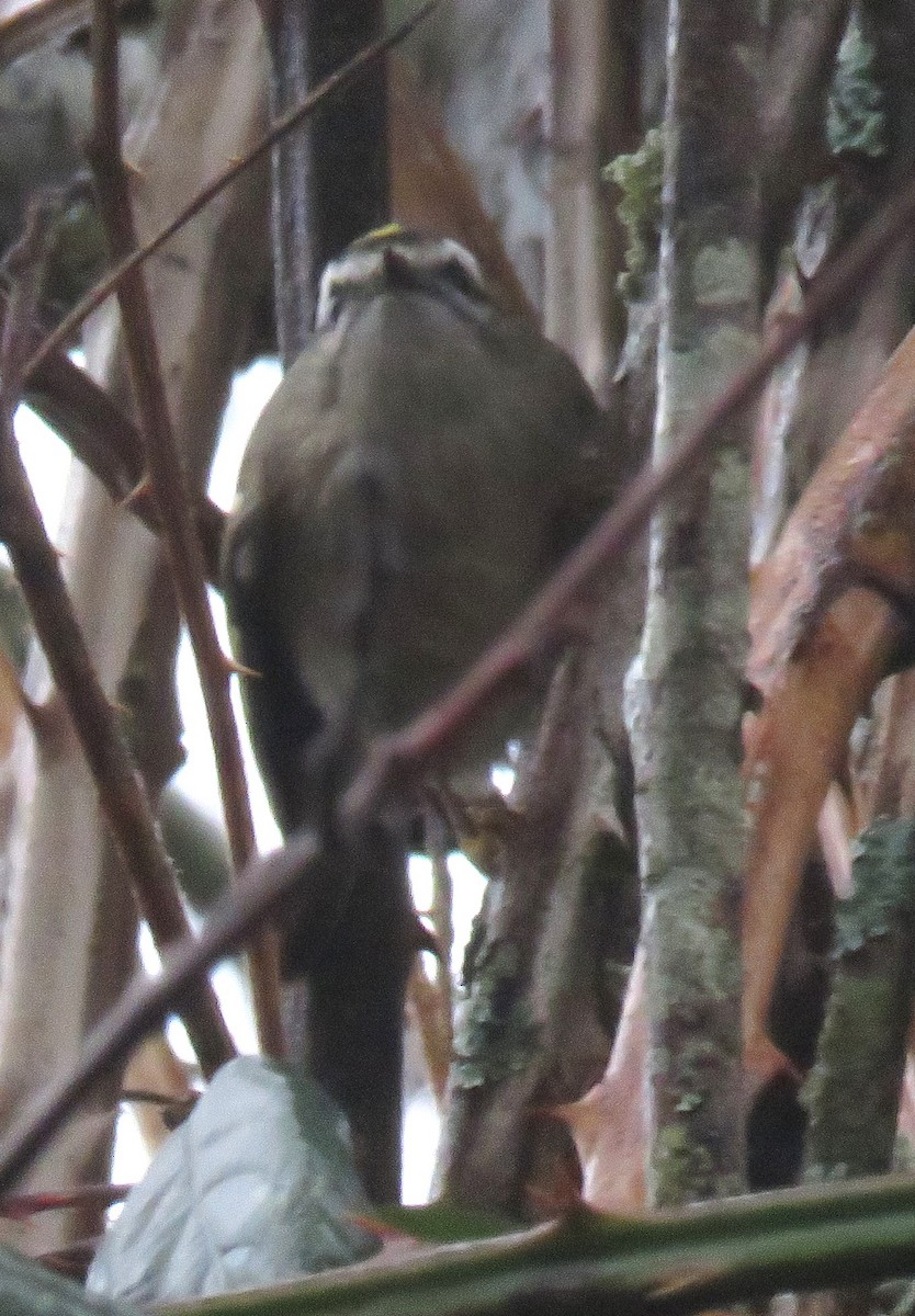 Golden-crowned Kinglet - ML613003861