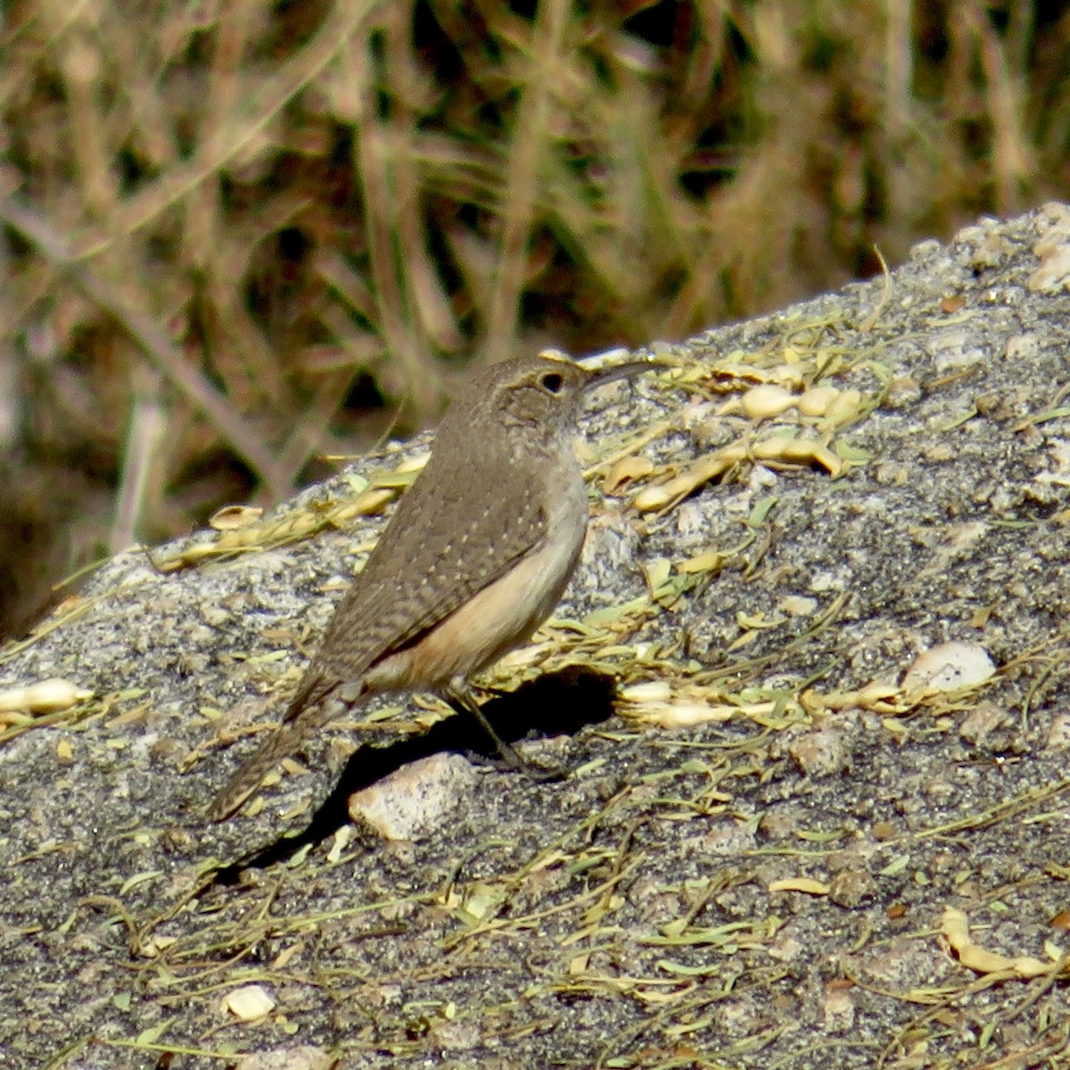 Rock Wren - Anita Toney