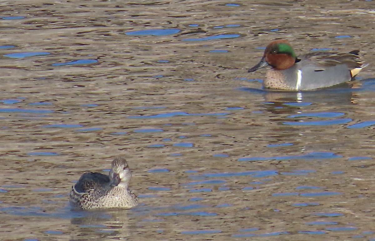 Green-winged Teal - ML613003944