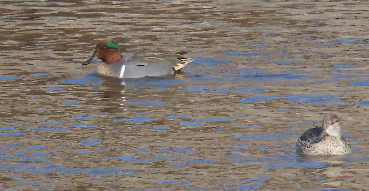 Green-winged Teal - ML613003951