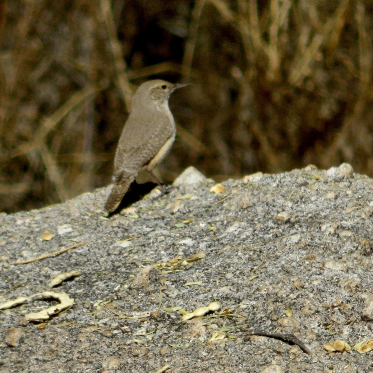 Rock Wren - ML613003952