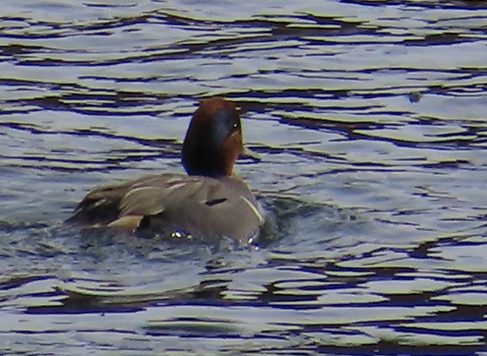 Green-winged Teal - ML613003956