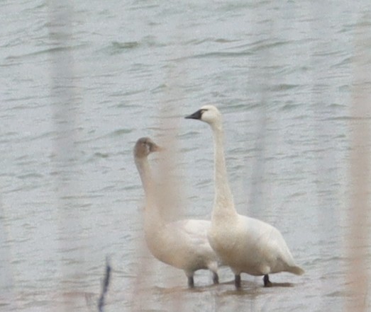 Tundra Swan - ML613003960