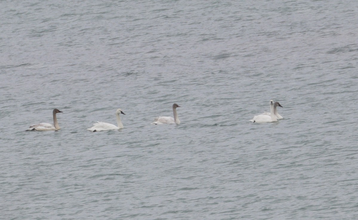 Tundra Swan - ML613003961