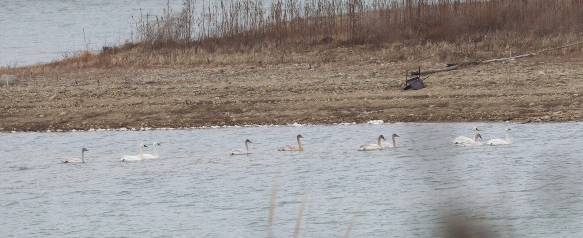 Tundra Swan - Rick Asamoto