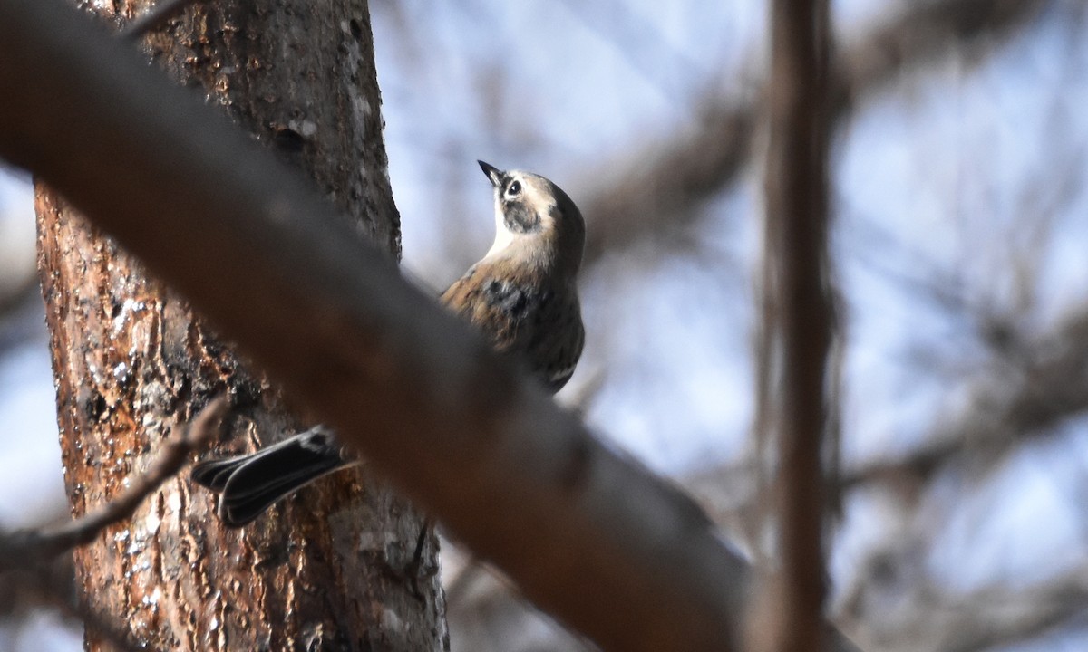 Yellow-rumped Warbler - George Zimmer