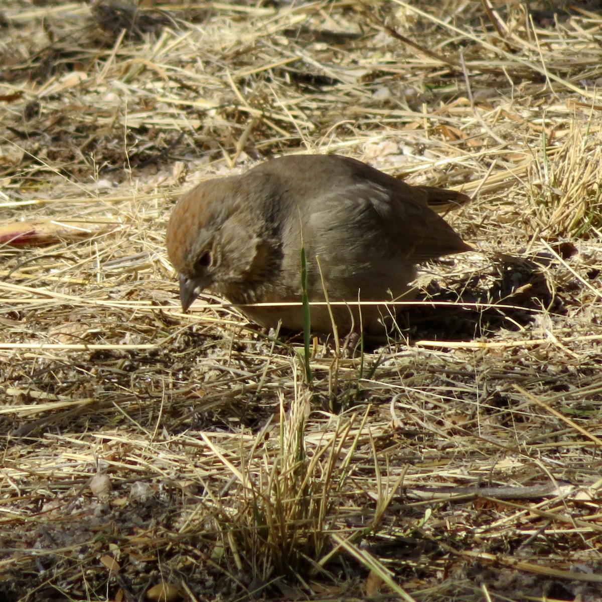 Canyon Towhee - ML613003985