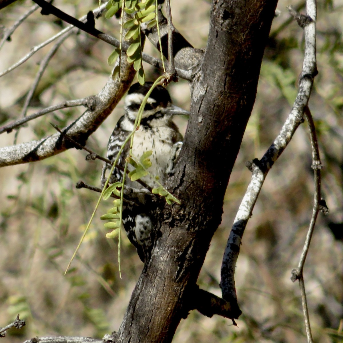 Ladder-backed Woodpecker - ML613004028