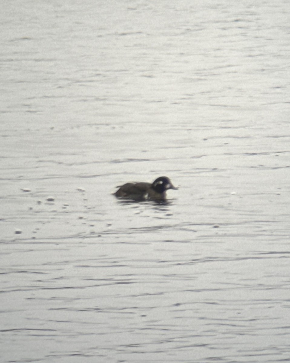 Harlequin Duck - Aaron Holschbach