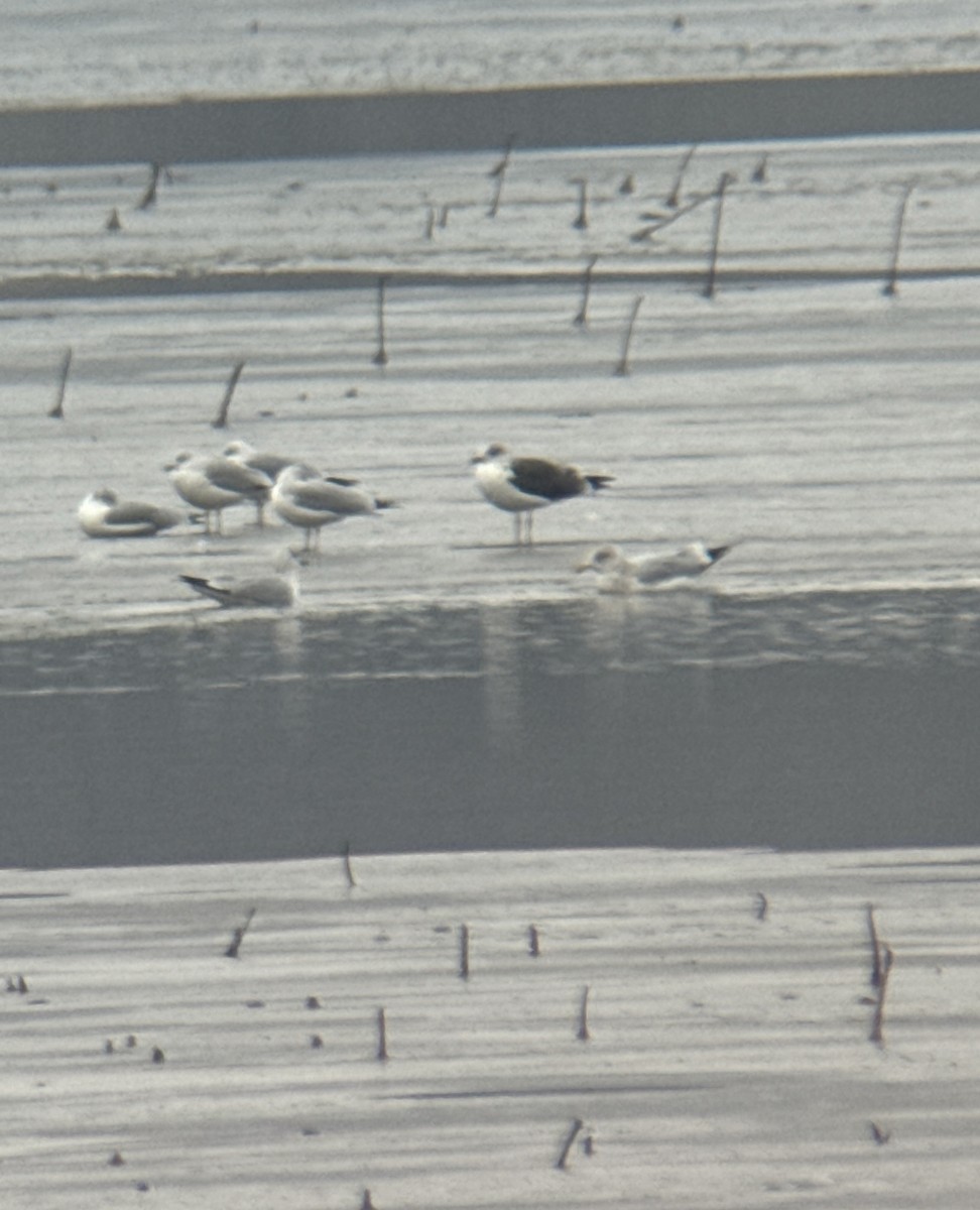 Lesser Black-backed Gull - ML613004049