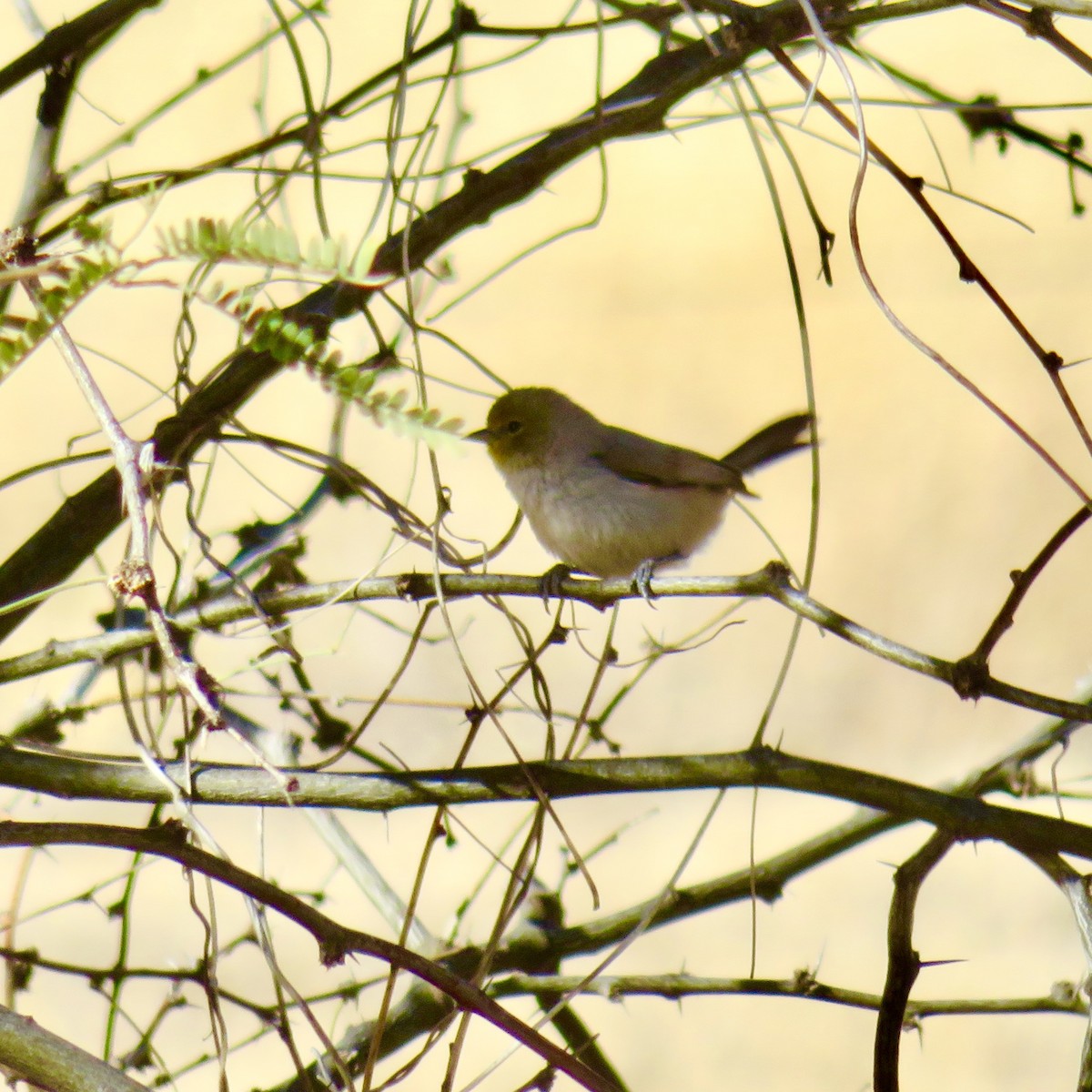 Verdin - Anita Toney