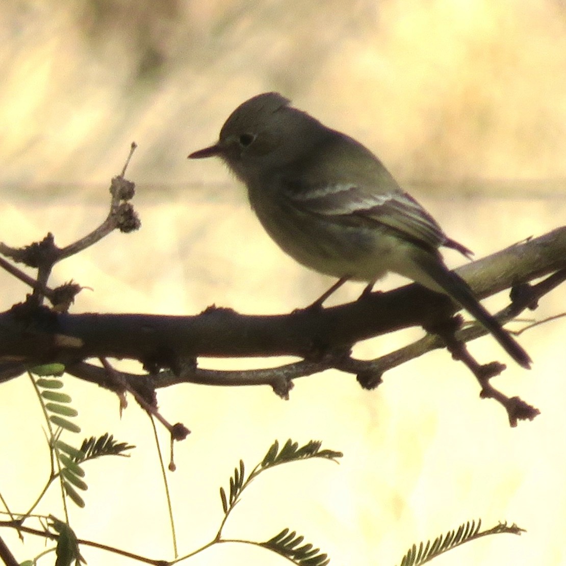 Gray Flycatcher - ML613004065