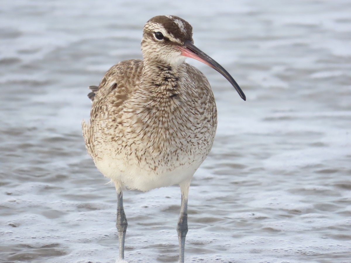 Regenbrachvogel - ML613004190