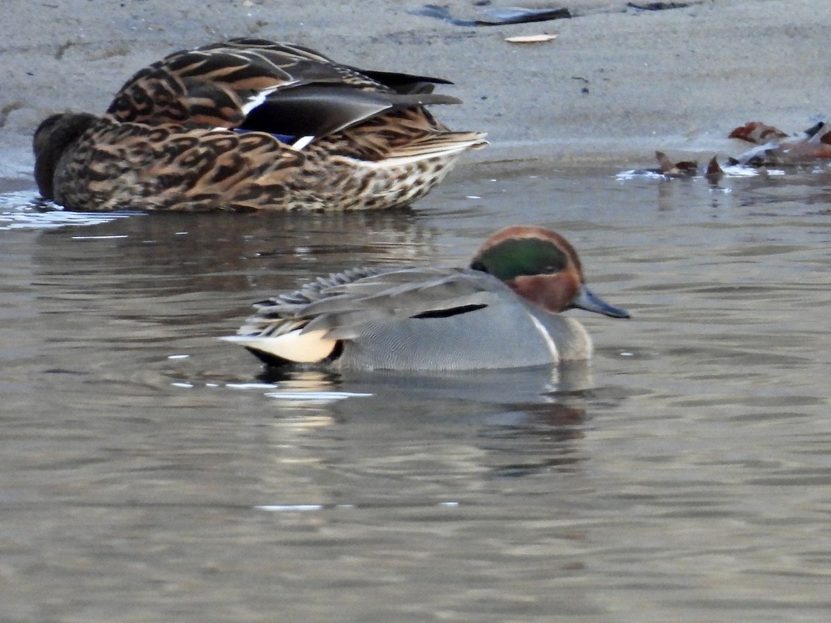 Green-winged Teal - Stan Arnold