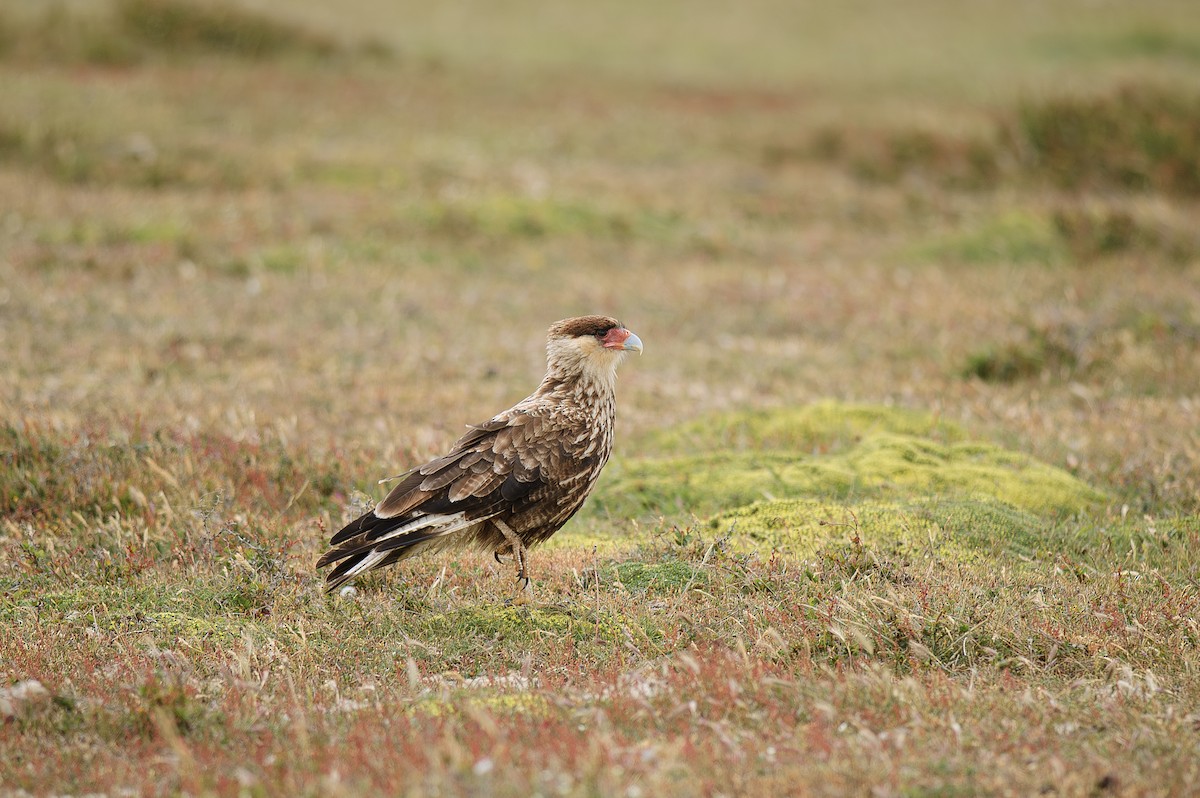 Crested Caracara (Southern) - ML613004260