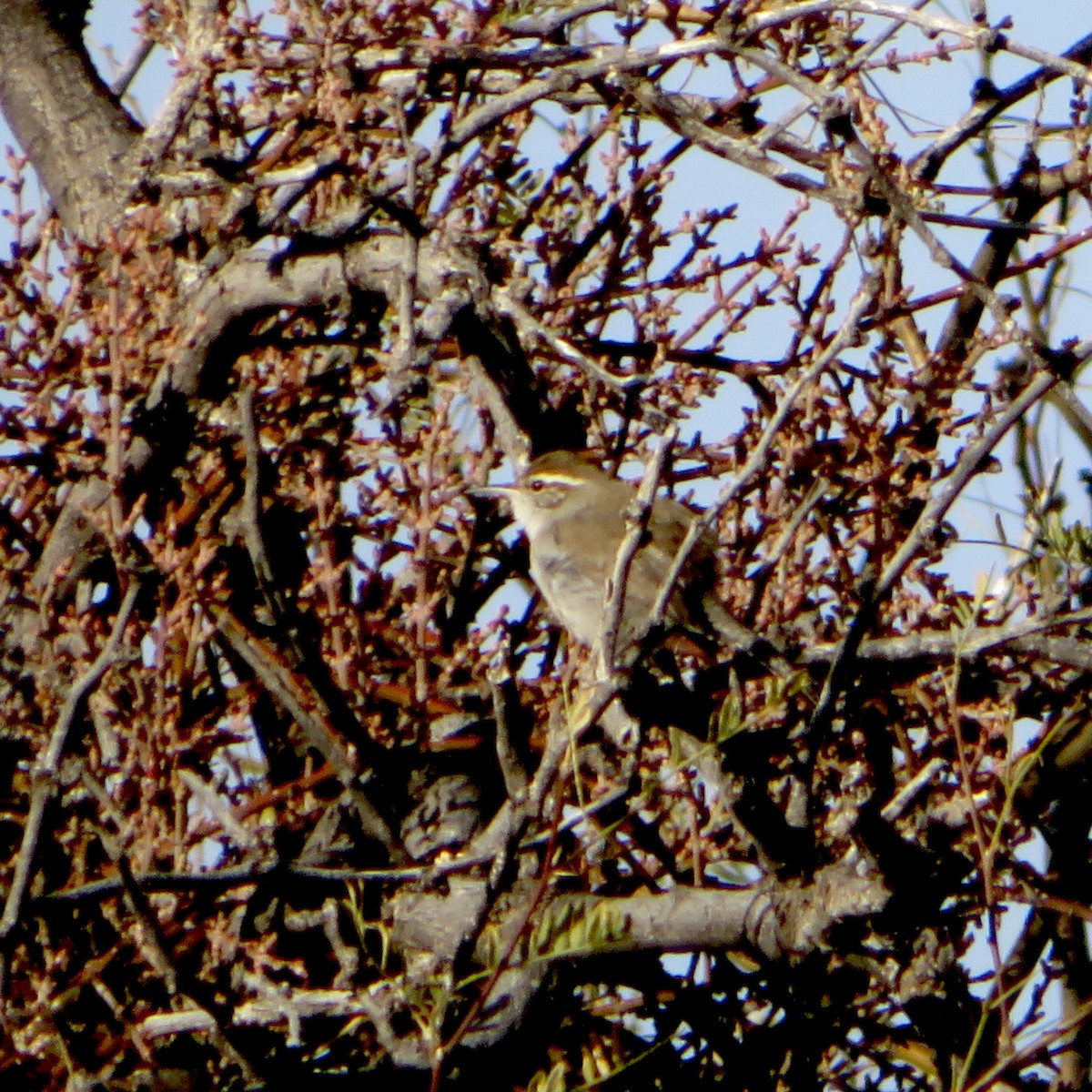 Bewick's Wren - ML613004280