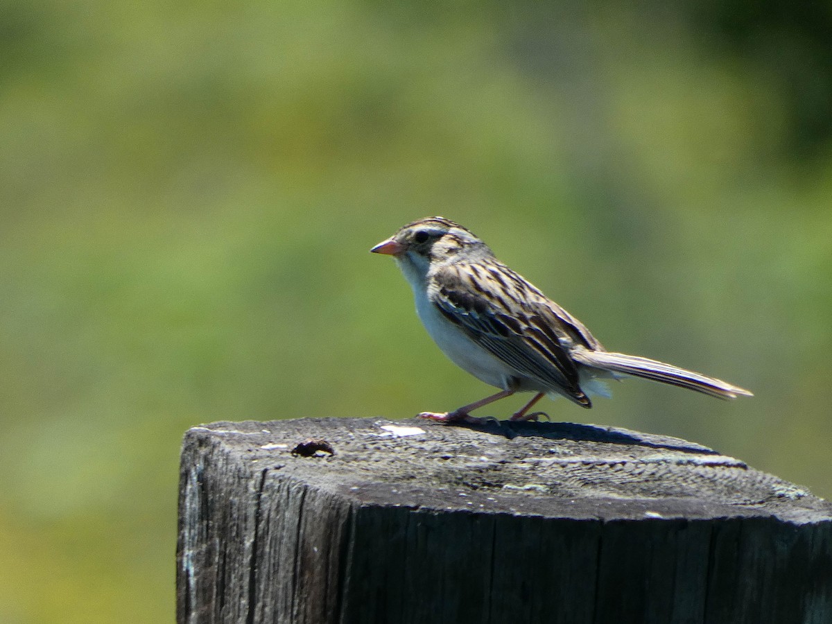 Clay-colored Sparrow - ML613004307