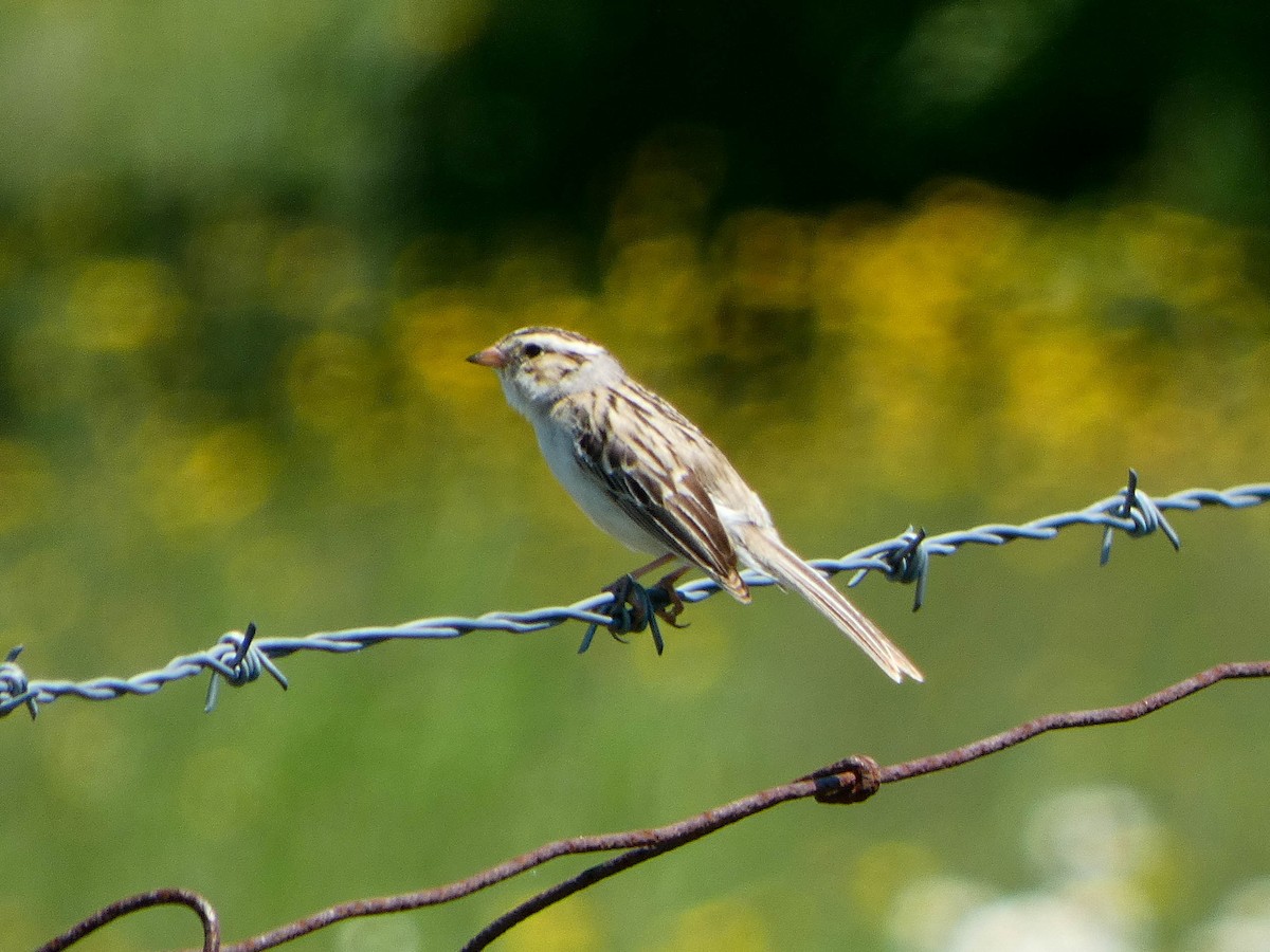 Clay-colored Sparrow - ML613004308