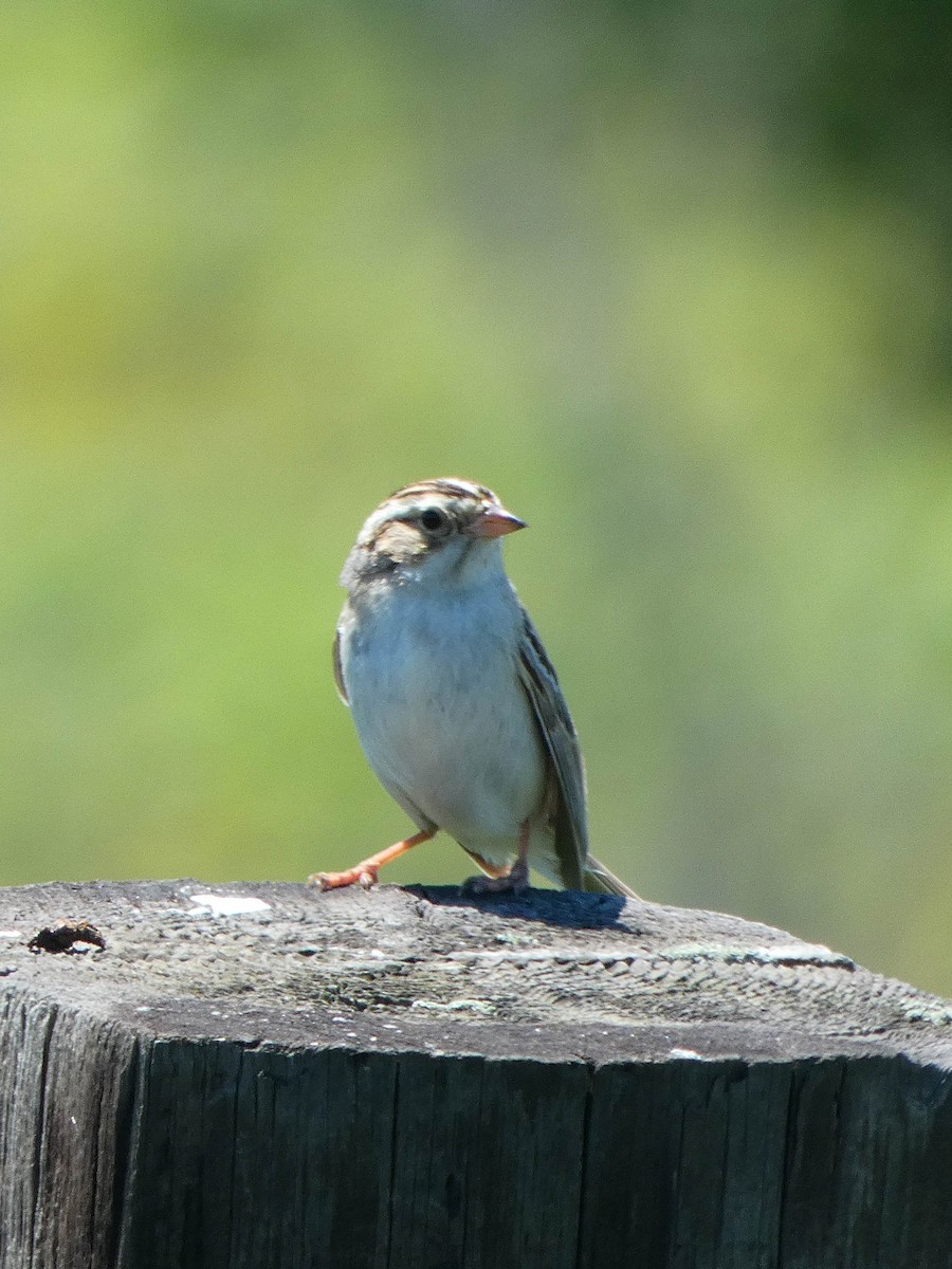 Clay-colored Sparrow - ML613004309